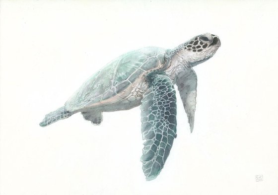 Green Sea Turtle 02 -SOLD