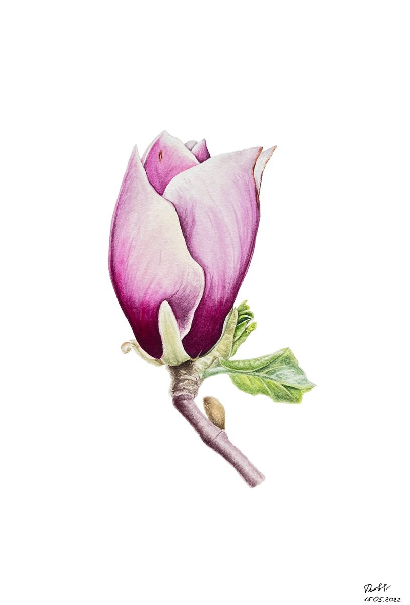 Illustrative Botanical Watercolour By Tetiana Kovalova, 7 X 10", Tender Pink Magnolia, Original Artwork