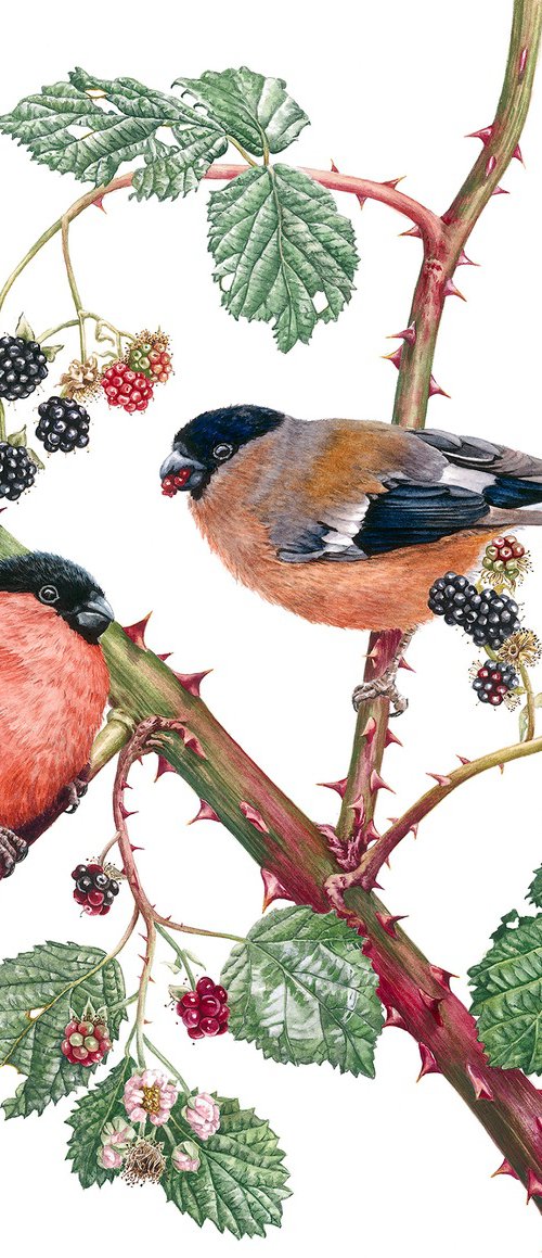 Bullfinches and Blackberries by Zoe Elizabeth Norman
