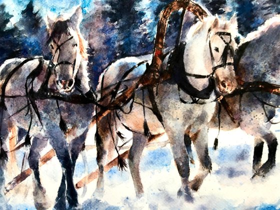 Horses in Winter