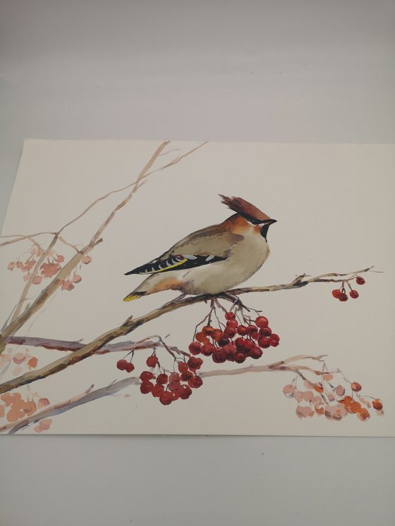 Waxwing