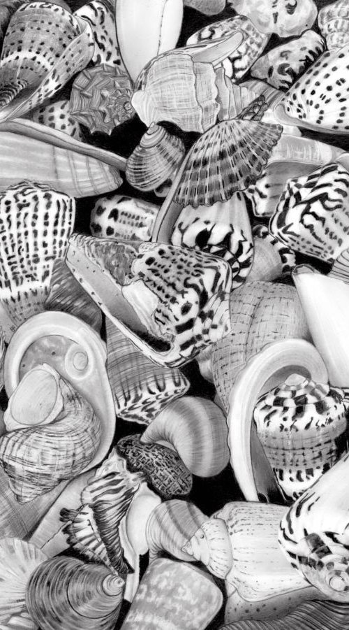 Shells by Paul Stowe