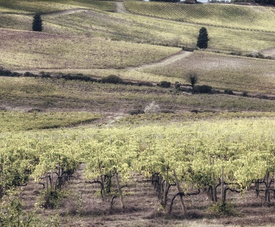 Chianti vineyards in autumn