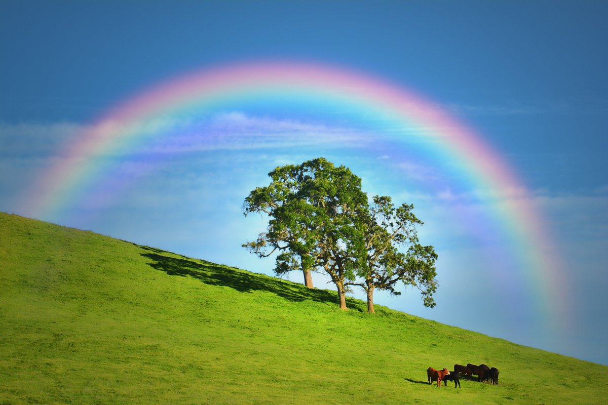 Photorealistic Animal Photograph By Emily Kent, 30 X 20, Lucky Cows, Original Artwork