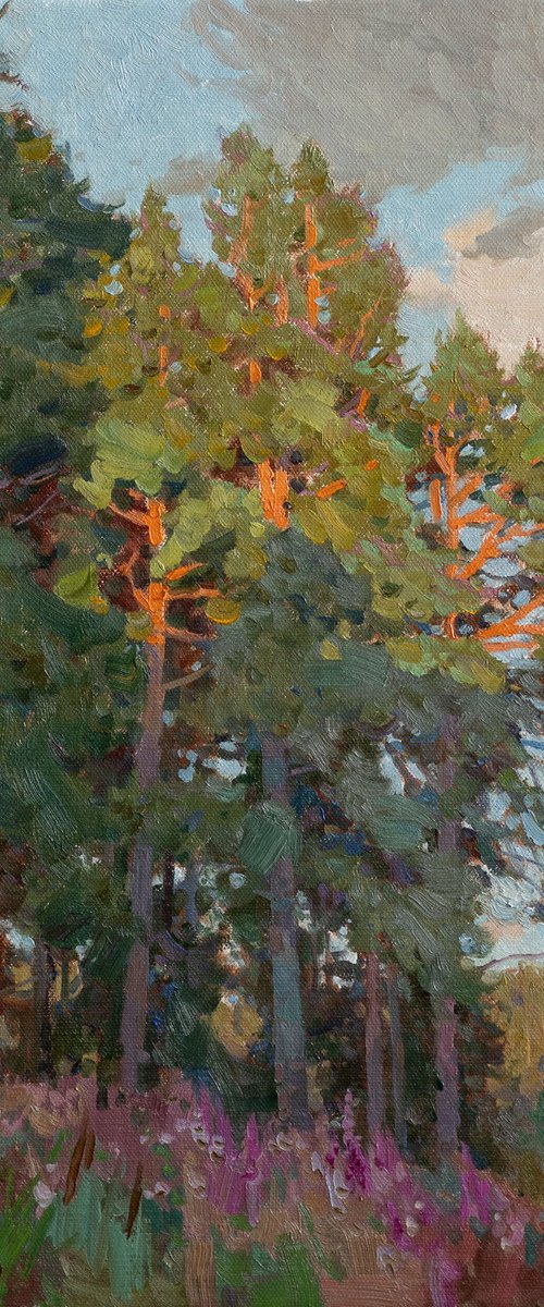 Pine Trees in Evening Light by Alexey Pleshkov