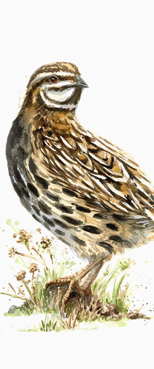 European Quail by Karolina Kijak