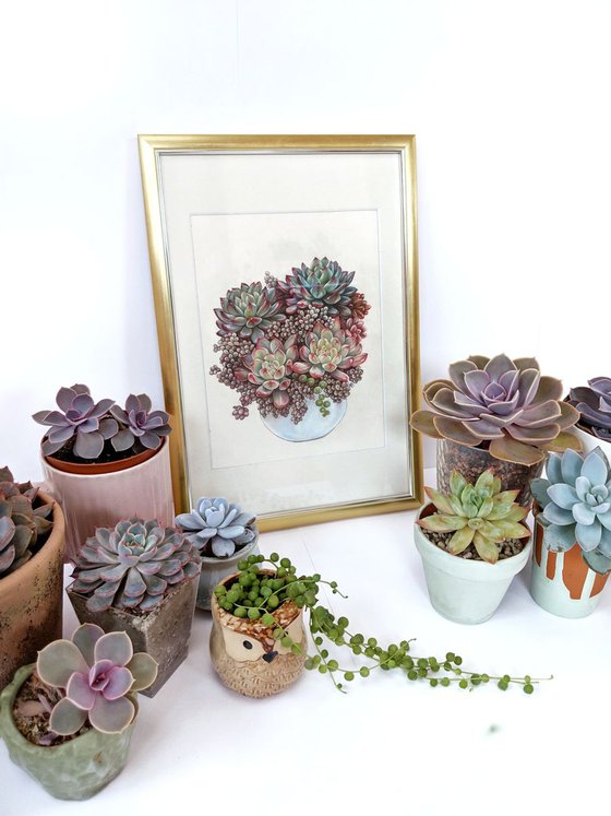 Succulents composition