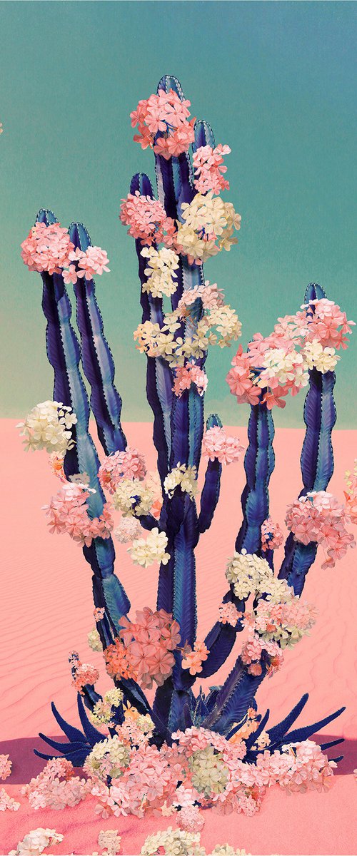 Cactus Flower by Nadia Attura