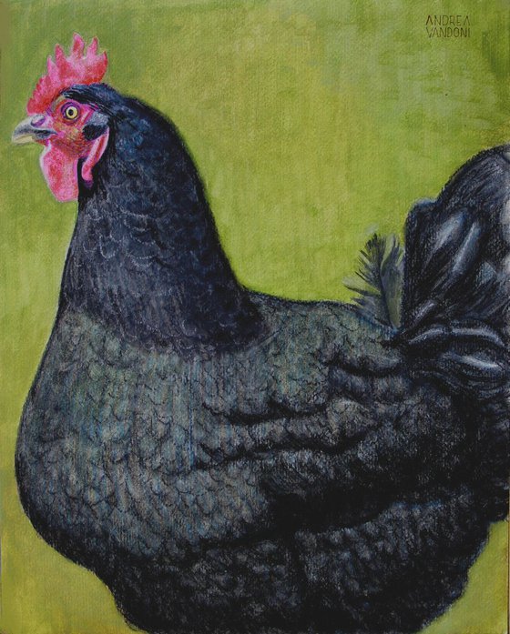 ITALIAN ROOSTER