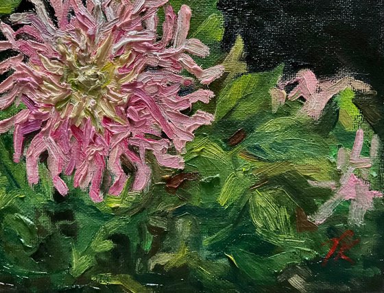 DAHLIAS