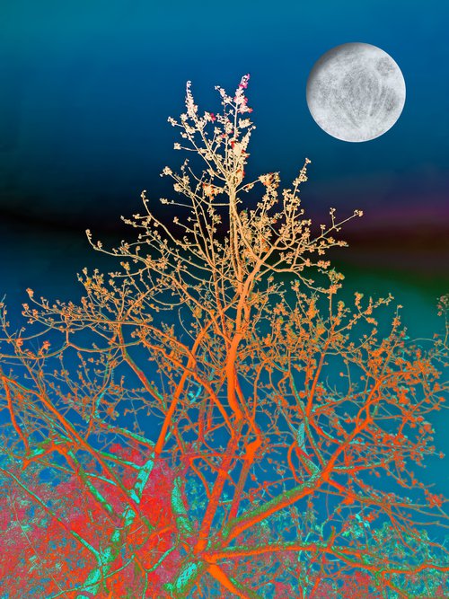 Full moon flora by Sumit Mehndiratta