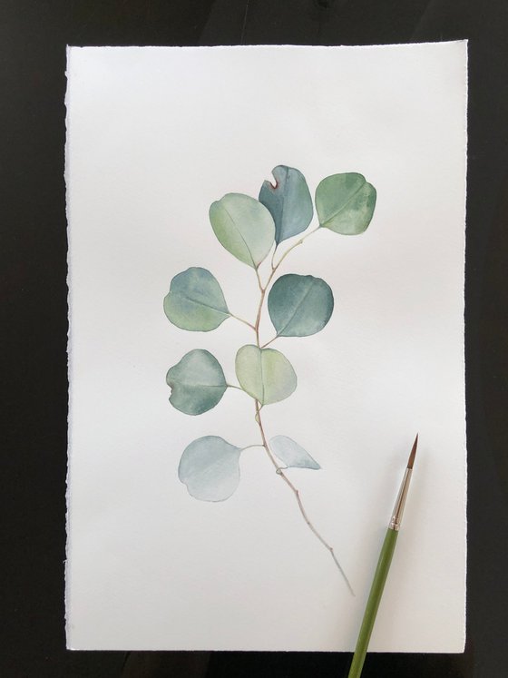 Eucalyptus branch. Original watercolour artwork.