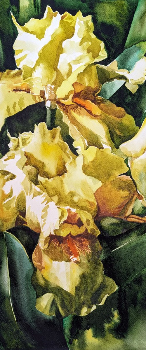 Yellow irises by Yuryy Pashkov