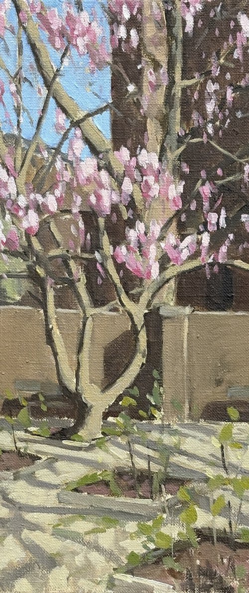 Roper's Gardens blossom, Chelsea by Louise Gillard