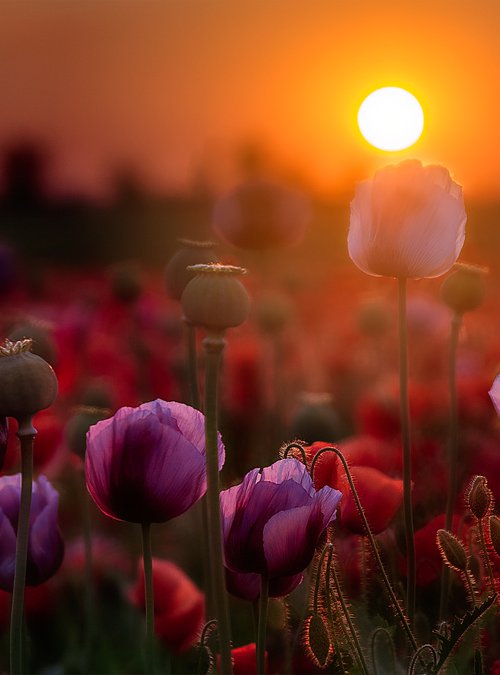 Flowering poppy by Kucera Martin