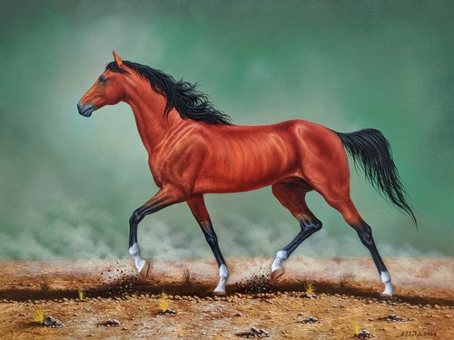 Arabian horse by Shahen Aleqsandryan