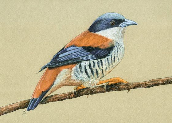 Original pastel drawing bird "Himalayan cutia"