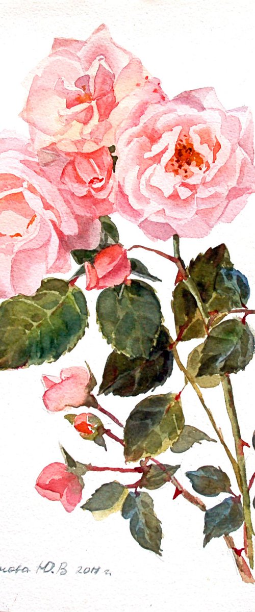 Garden roses by Yulia Krasnov