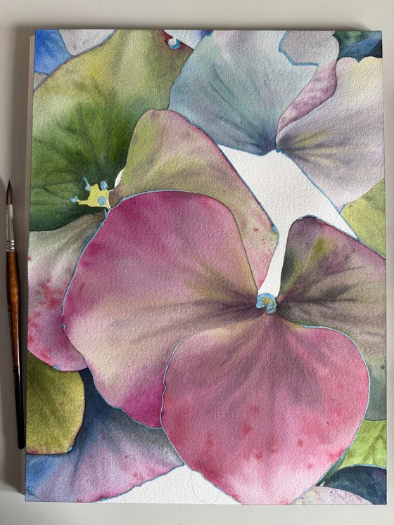 Chameleon Hydrangea