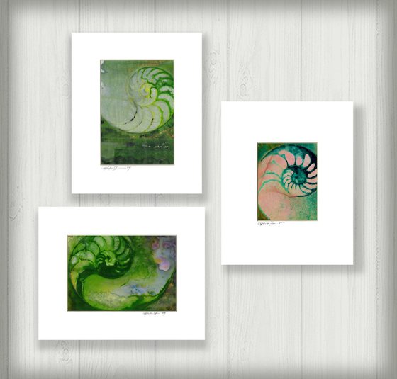 Nautilus Shell Collection 21