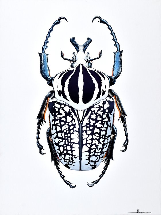 Goliath Beetle #1