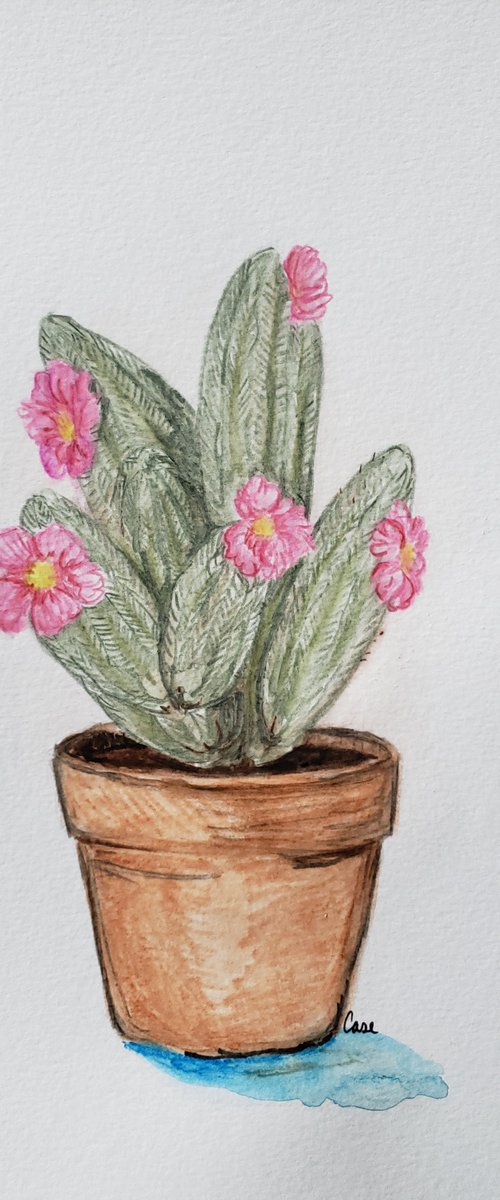 Cactus - Flower - "Succulent" by Katrina Case