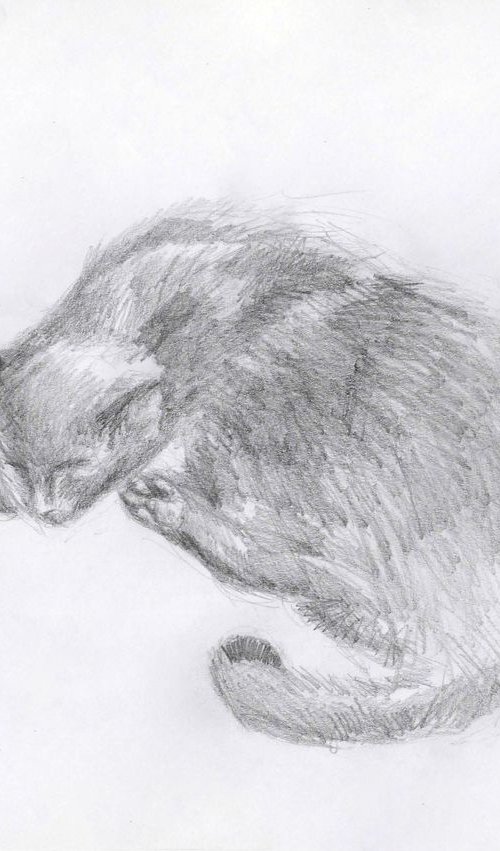 Cat Study 5 by MK Anisko