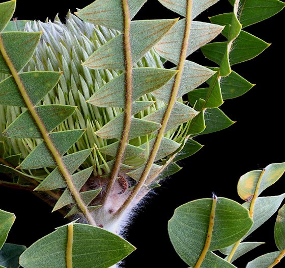 Baxter's Banksia