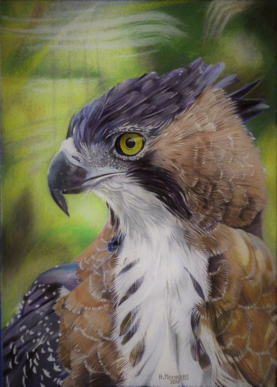 Ornate Hawk Eagle