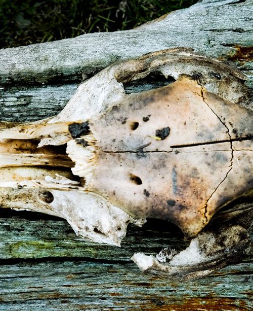 A Skull on Wood by Russ Witherington