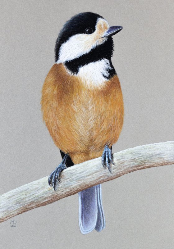 Original pastel drawing "Varied tit"