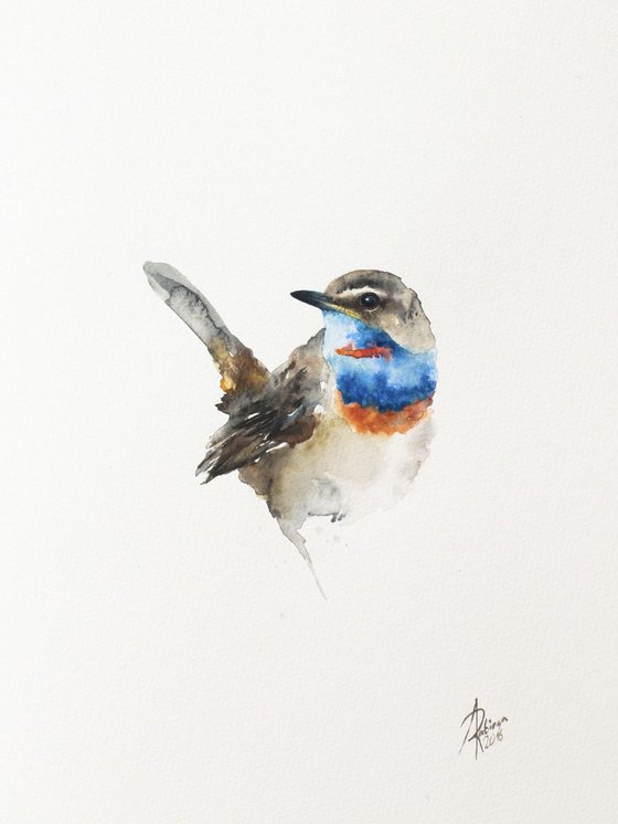 Bluethroat (Luscinia svecica)