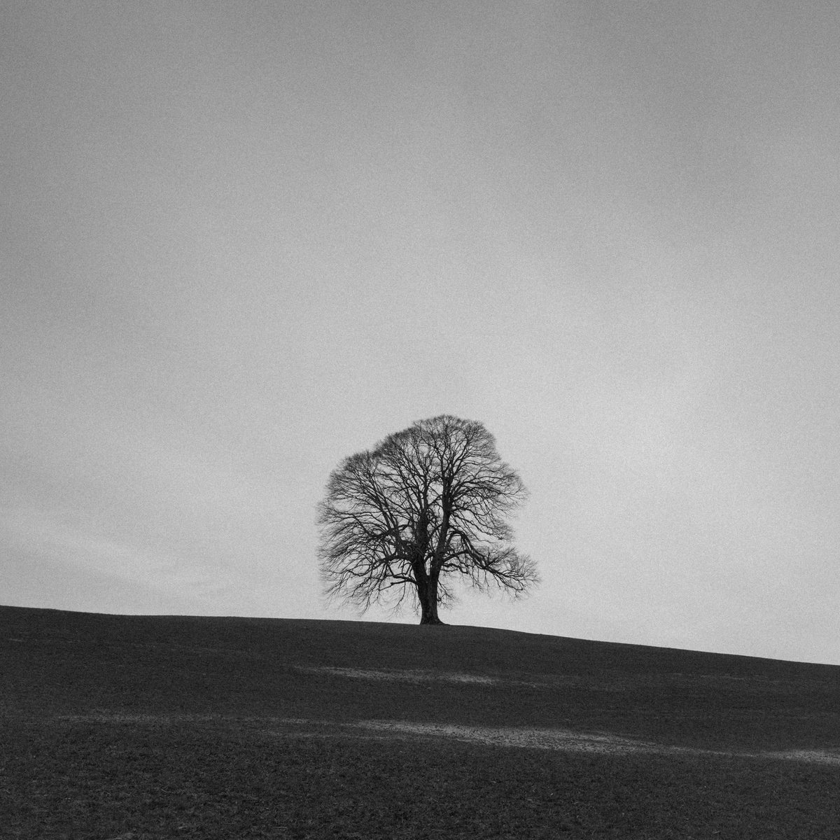 Lonely Tree by V Sebastian