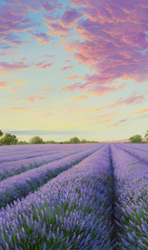 Lavender fields by Eduard Zhaldak