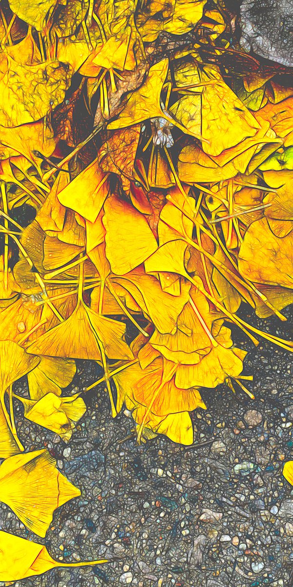 Golden Gingko Leaves by Barbara Storey