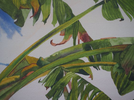 Banana palm shadow