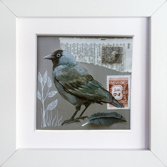 The Jackdaw feather  (framed and ready to hang)