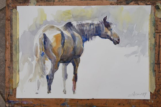 Horse study 8