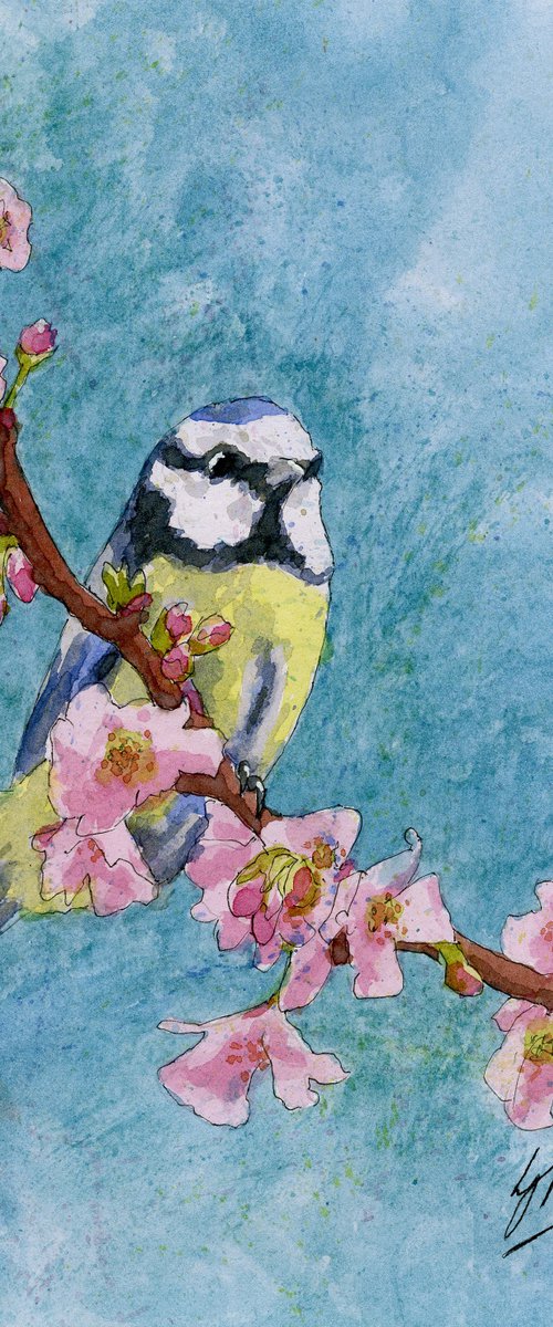 Blue Tit and Blossom by Lisa Mann