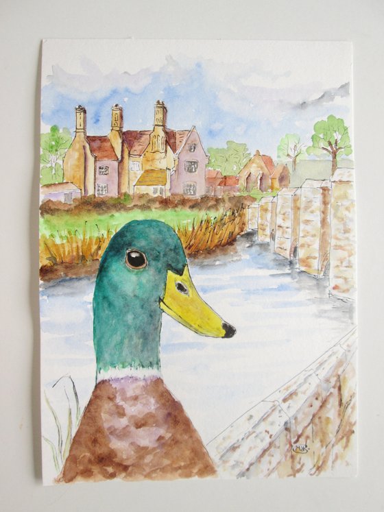 Mallard Duck at Woolbridge
