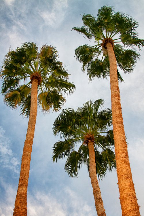 PARADISE PALMS Palm Springs CA by William Dey