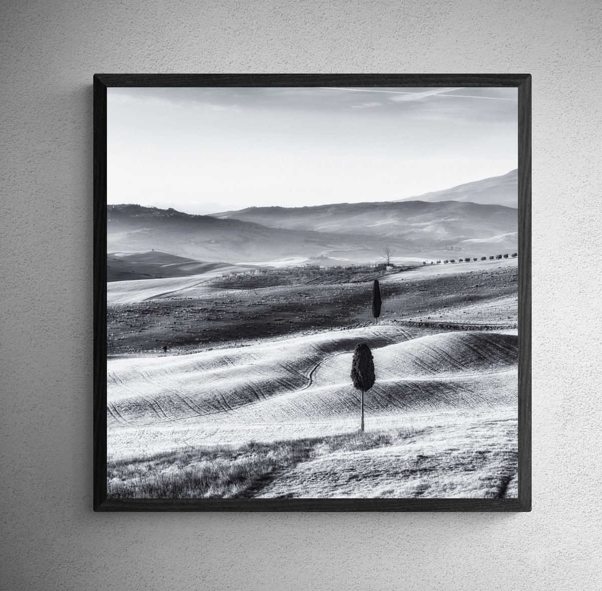 Impressionistic Landscape Photograph By Karim Carella, 31 X 31", Two Lone Cypresses (Studio 2), Original Artwork