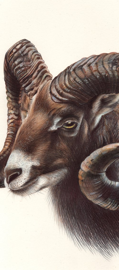 Mouflon by Daria Maier