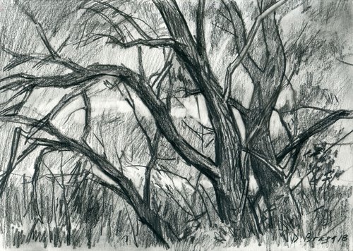 Trees by a pond _27_10_18 by Dima Braga