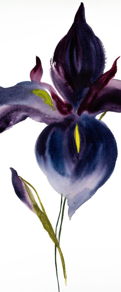 Iris No. 83 by Elizabeth Becker