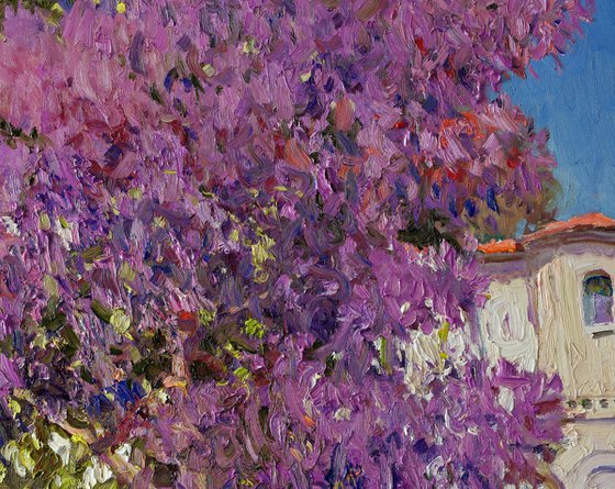 Jacaranda Tree