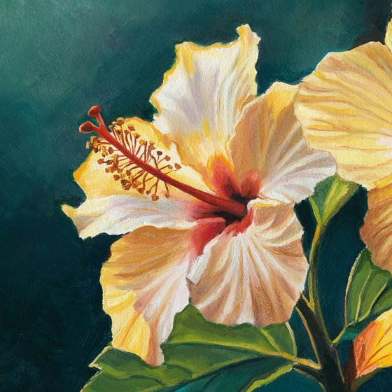 Two yellow hibiscus flowers