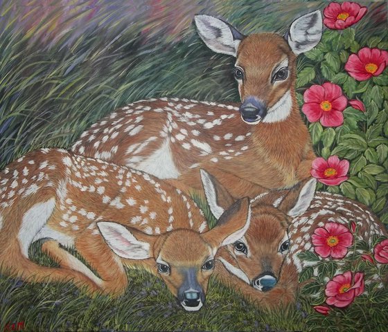 Three whitetail deer fawns