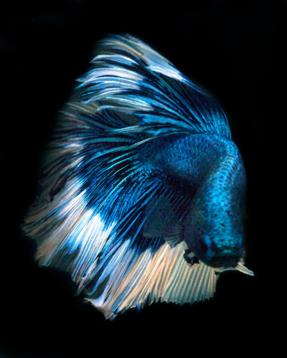 Photorealistic Animal Photograph By Michael Filonow, 26 X 32", Betta 70, Original Artwork