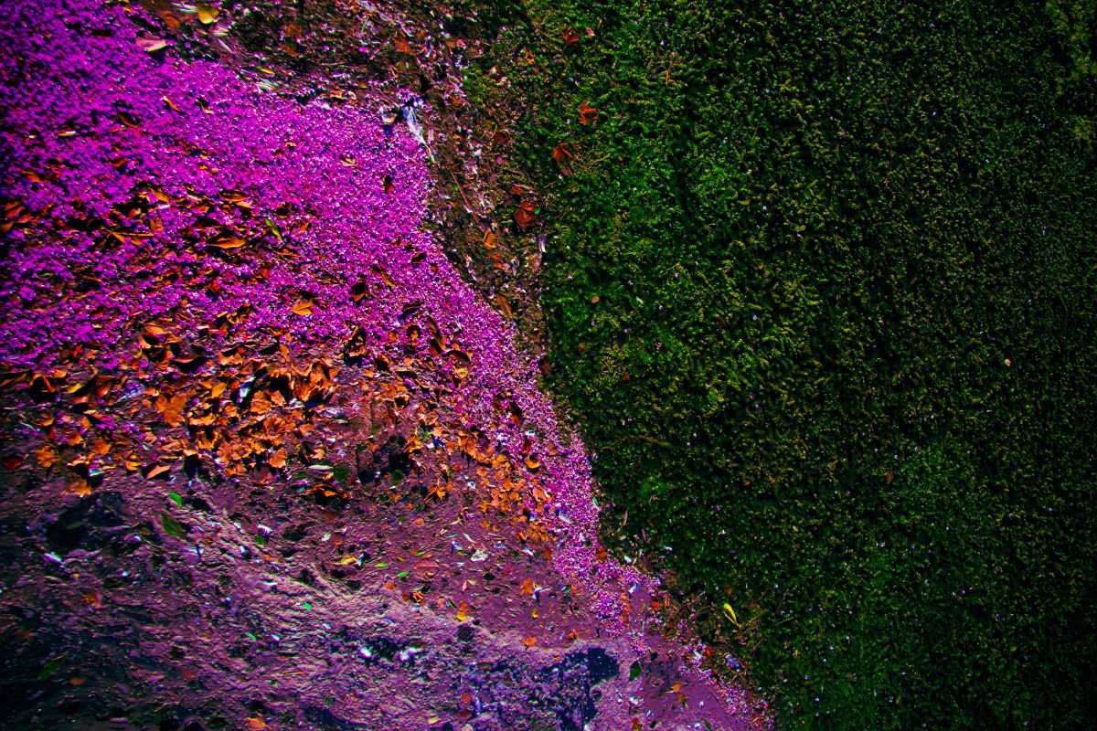 Abstract Botanical Photograph By Viet Ha Tran, 39 X 28", Ecosystem Iv, Original Artwork